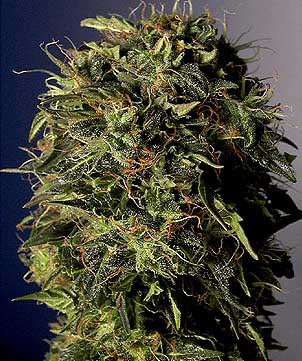 Ganja Dwarf marijuana seeds