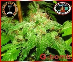 G-Bomb marijuana seeds