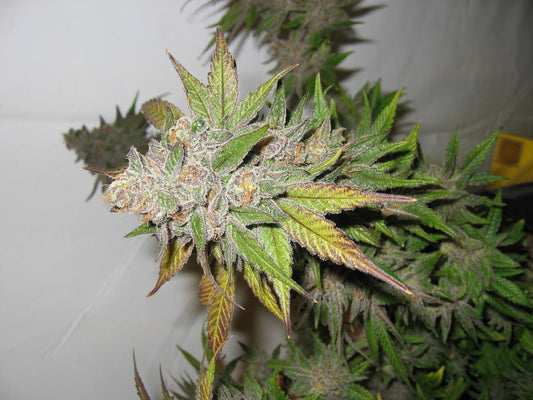 Genius Deep Chunk marijuana seeds