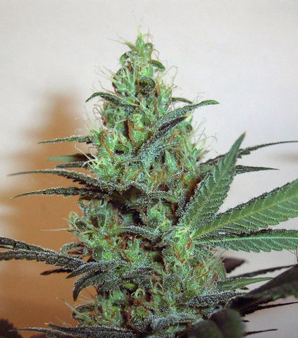 Goober marijuana seed
