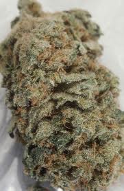 Good Medicine high cbd marijuana seed