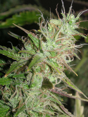 Grapefruit Diesel marijuana seeds