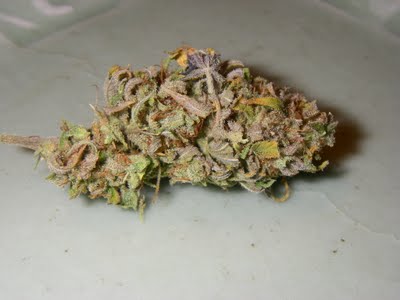 Greasy bud marijuana seeds