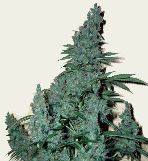 Green Devil cannabis seeds