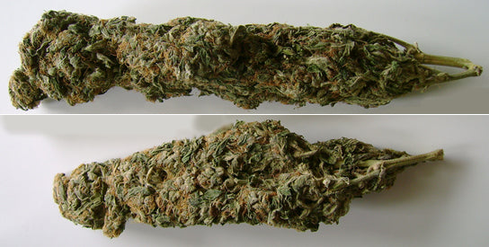 Green Giant marijuana seeds