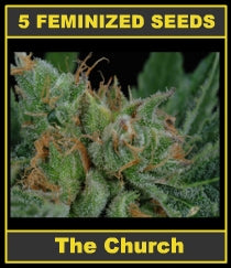 The Church marijuana seeds