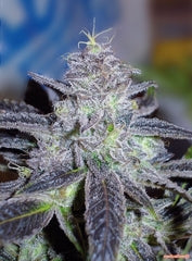 Hammerhead marijuana single seeds