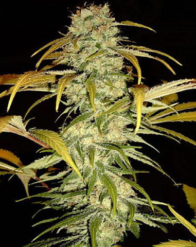 Hawaiian Skunk marijuana seeds