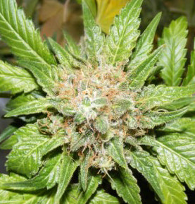 Hubba Bubba marijuana seeds