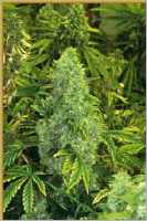 Inca spirit marijuana seeds