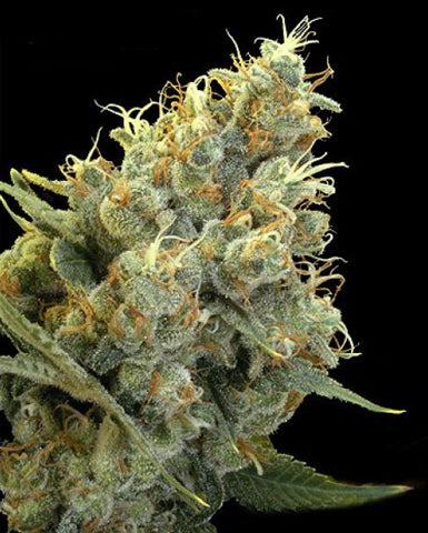 Indian Skunk marijuana seeds