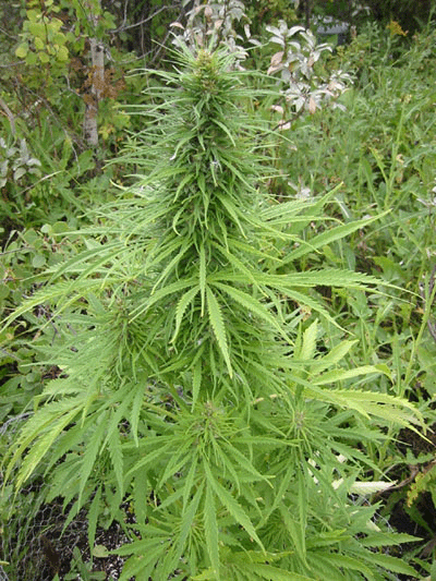 Island Bud marijuana seeds