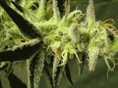 Jack the Ripper single subcool seeds