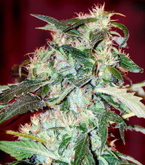 Jack 47 marijuana seeds