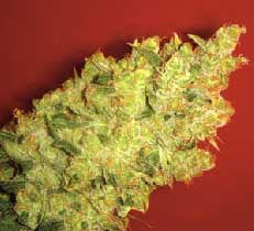 Jack la Mota seeds