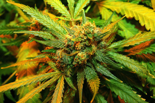 Jamaican Lions marijuana seeds