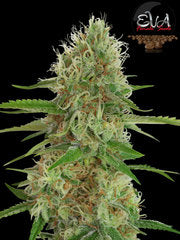 Jamaican Jam marijuana seeds