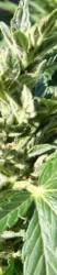 Lowryder marijuana seeds
