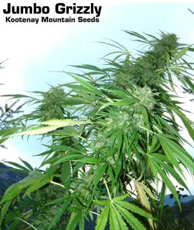 Jumbo Grizzly marijuana seeds