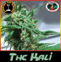 The Kali marijuana seeds