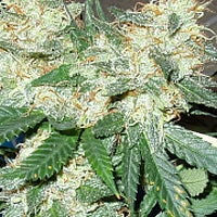 Kamamist marijuana seeds