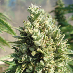 Kandy Kush marijuana seeds