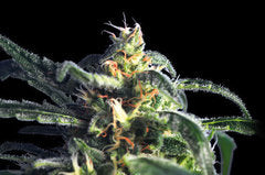 Kannabis Special Automatic feminized seeds