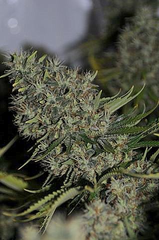 kolossus cannabis seeds