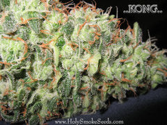 Kong single marijuana seeds