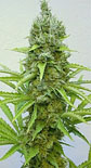 Lasqueti Haze 5 seed pack marijuana seeds