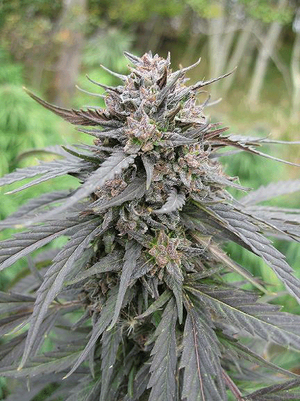 Lethal purple marijuana seeds