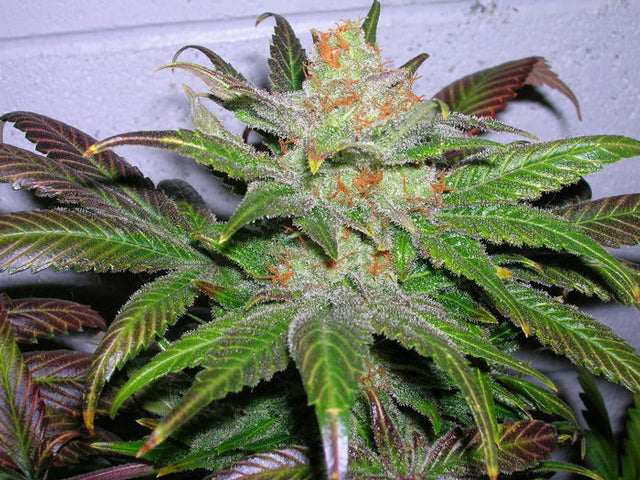 lifestar BX1 marijuana seeds