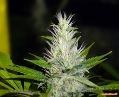 Malakoff cannabis single seeds