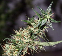 Mango Haze cannabis single seeds