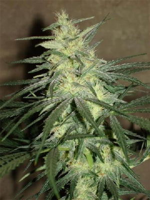 mango storm marijuana seeds