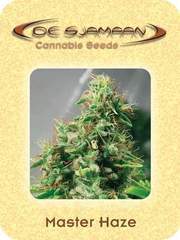 Master Haze marijuana seeds