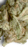 Merville blueberry marijuana seeds