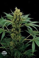Moby Hash marijuana seed