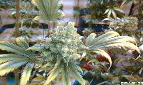 Moloki Frost marijuana seeds 3 seeds pack