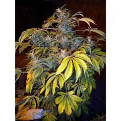 Number One super auto single seeds
