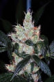Pine Queen haze cannabis seeds