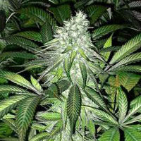 Pineapple Express cannabis single seeds