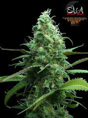 Pink Plant pink cannabis single seeds