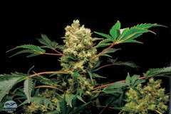 Power Kush single marijuana seeds