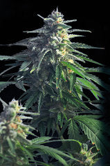 Power Skunk marijuana single seeds