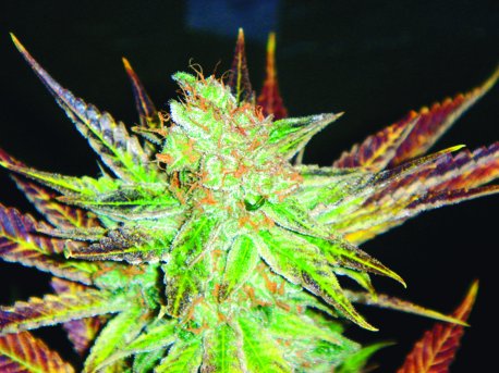 Prozack marijuana seeds