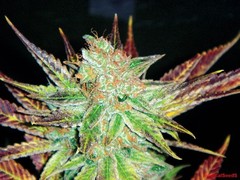 Prozack marijuana seed