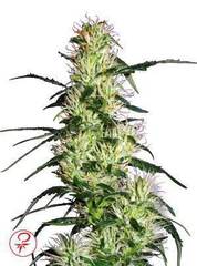 Purple Haze marijuana seeds
