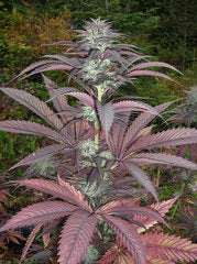 Purple pineberry single marijuana seed