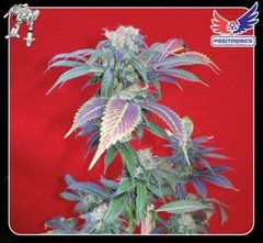 Purple Haze #1 marijuana single seeds